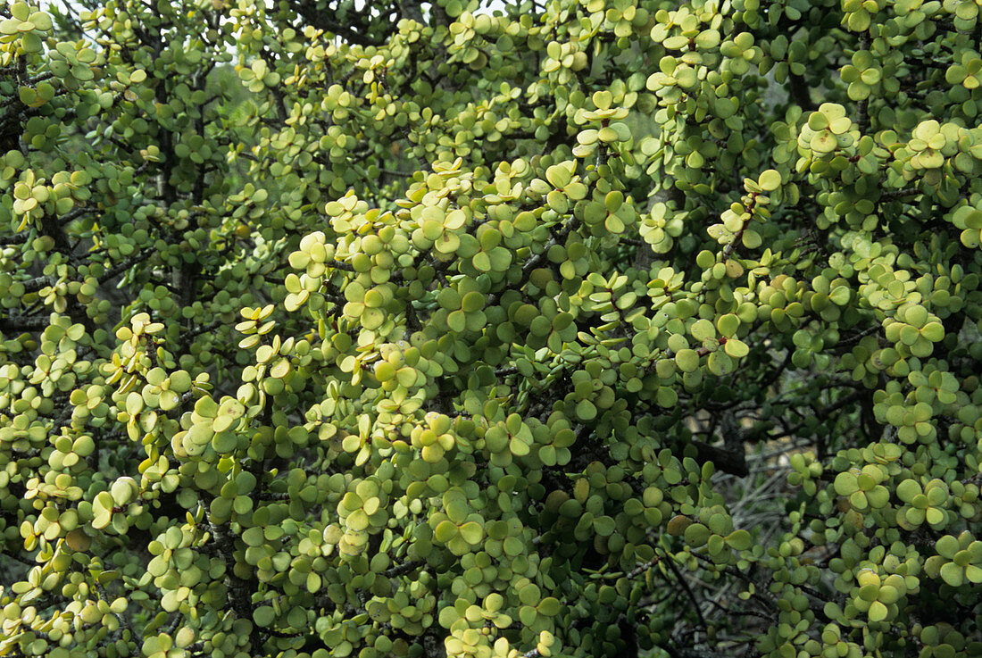 Spekboom leaves