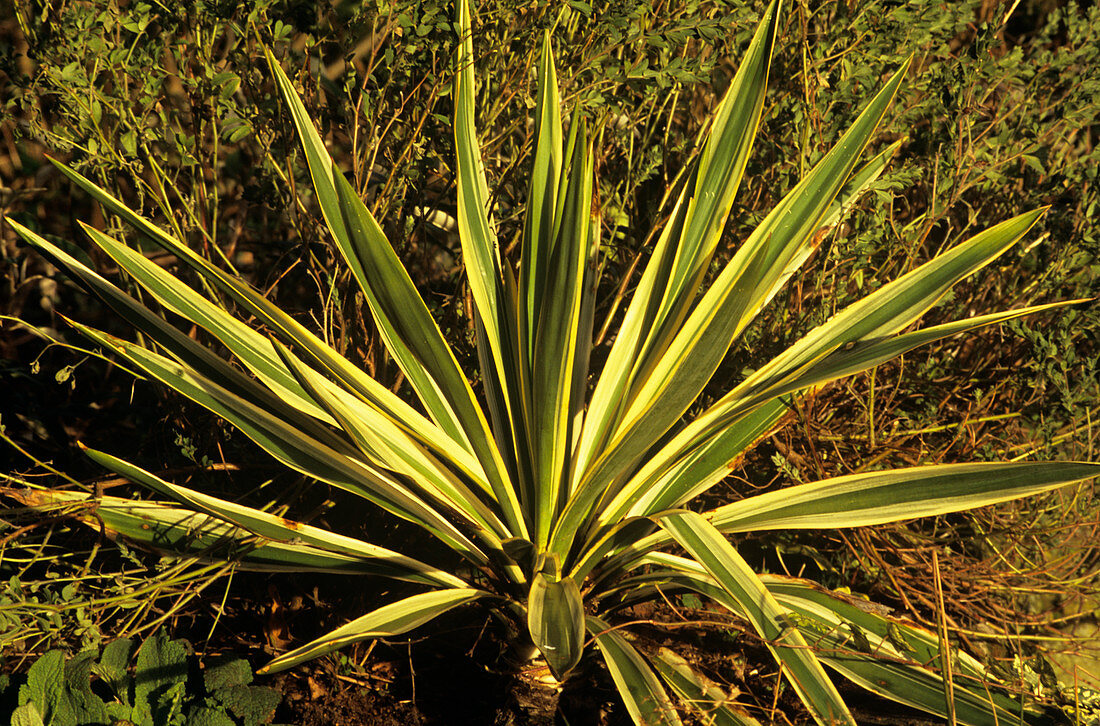Yucca filamentosa gloriosa 'Variegata'