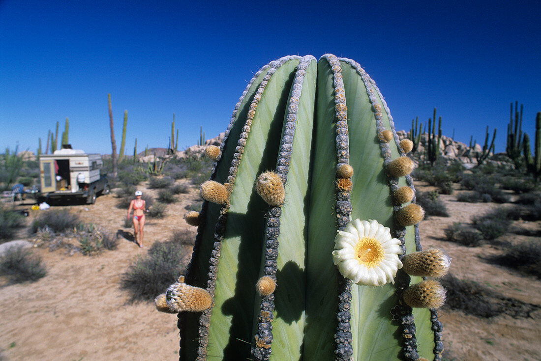 Cactus