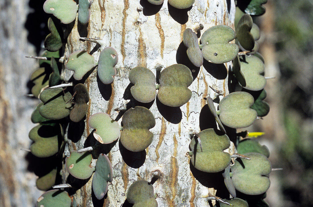 Alluaudia procera spines and leaves