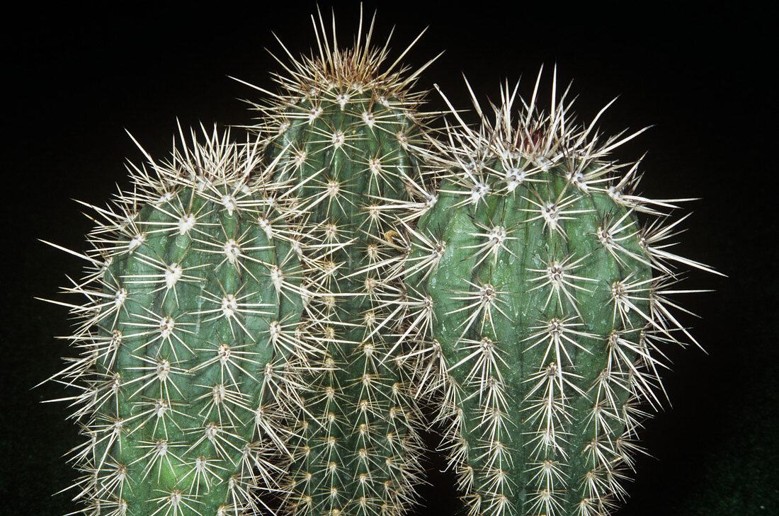 Cacti