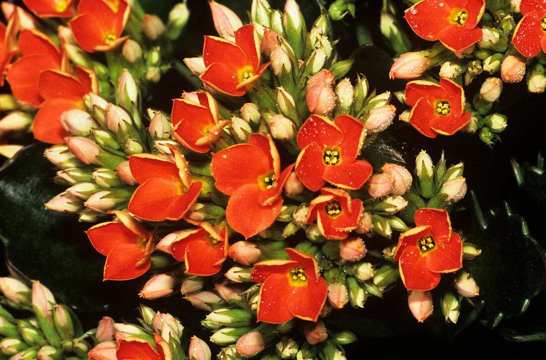 Kalanchoe flowers (Kalanchoe sp.)