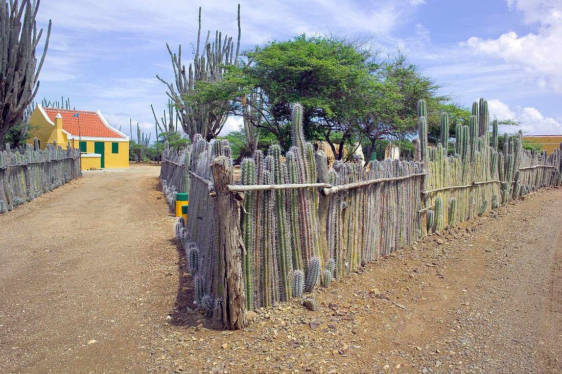 Cactus fence
