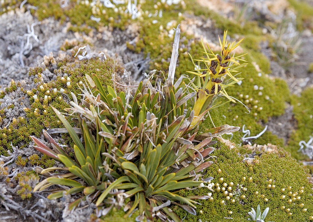 Aciphylla kirkii