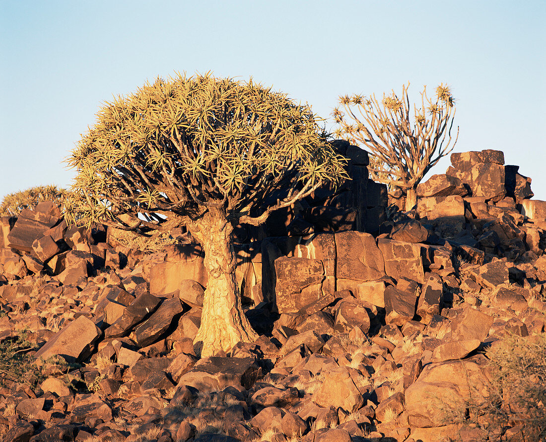 Quiver tree (Aloe dichotoma)