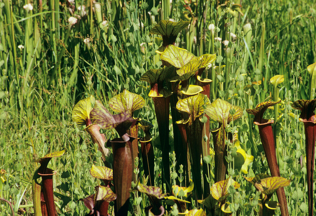 Pitcher plants (Sarracenia purpurea)