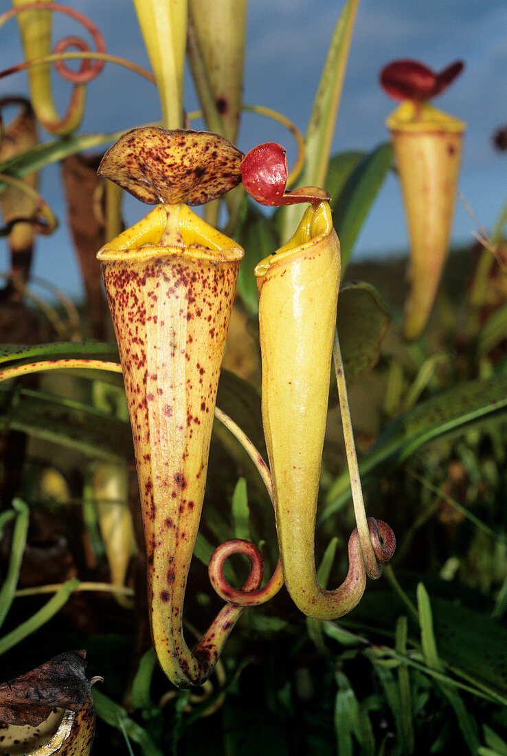Madagascar pitcher plant