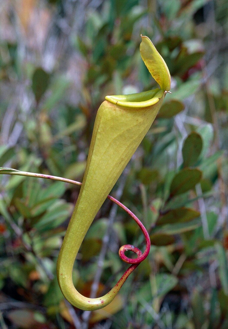 Pitcher plant from Madagascar