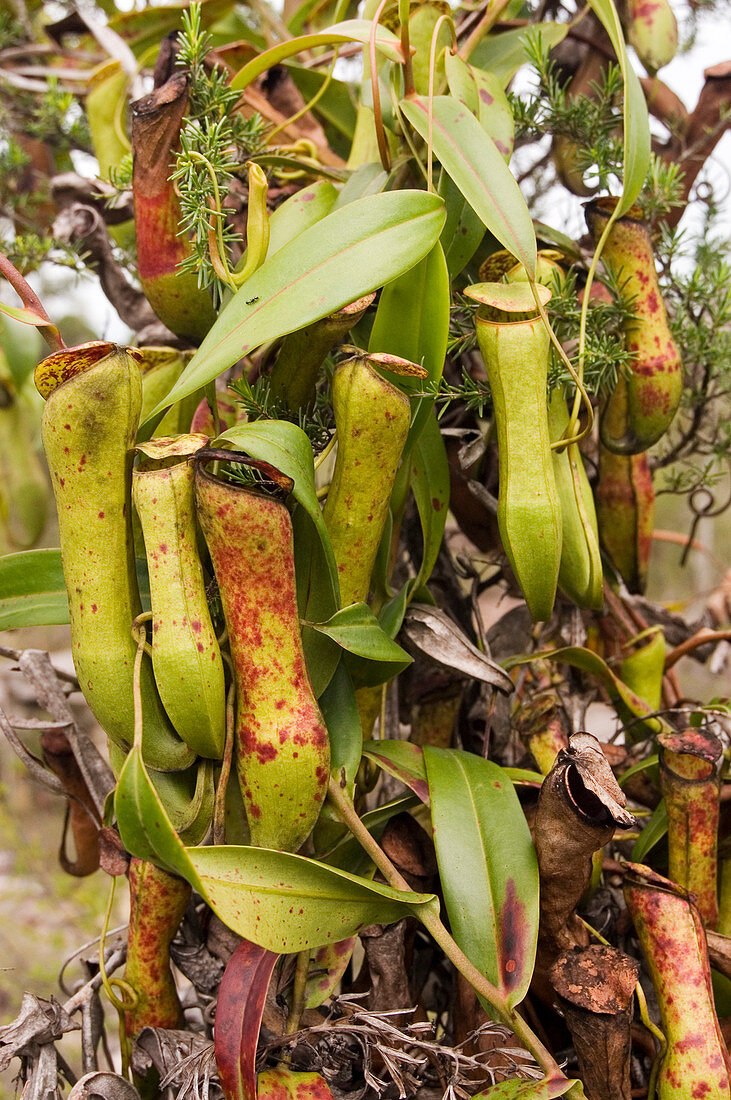 Pitcher plant (Nepenthes sp.)