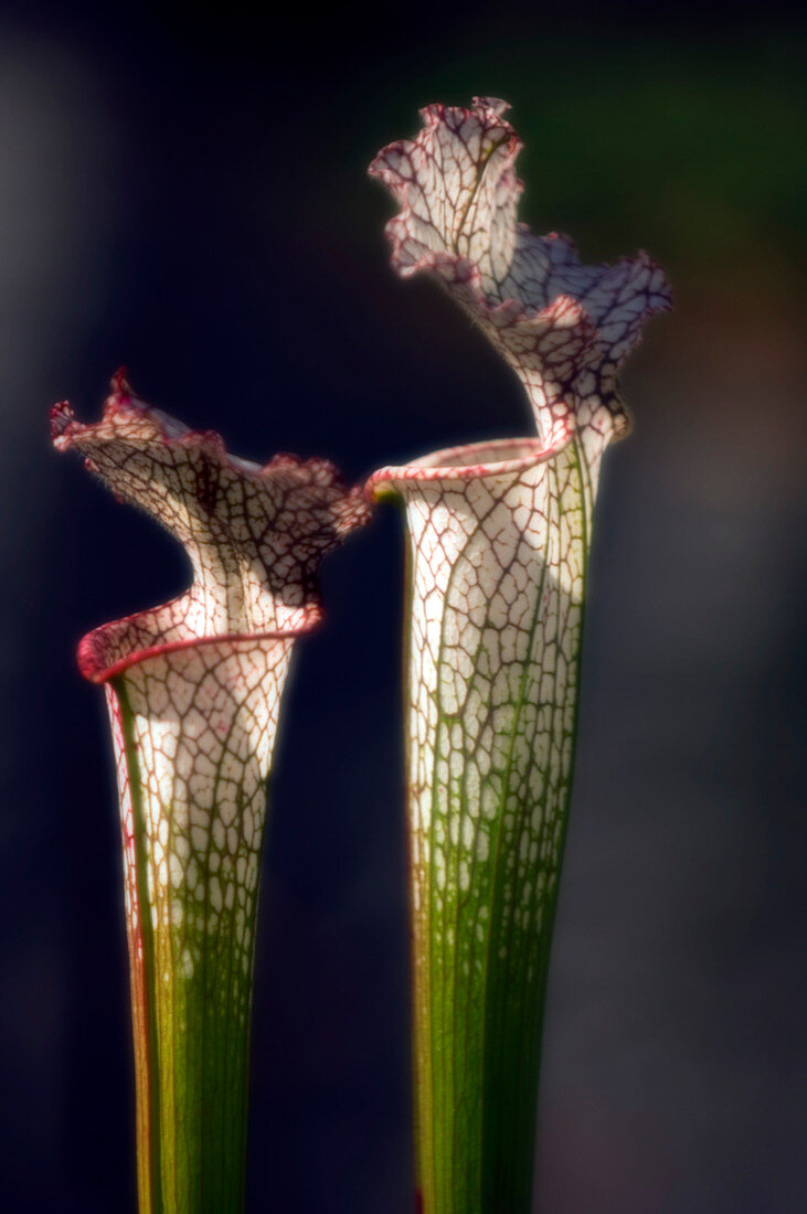 Pitcher plant (Sarracenia leucophylla)