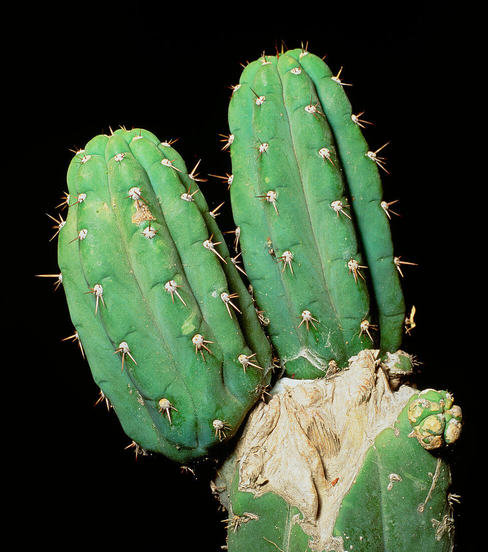 Hallucinogenic San Pedro cactus,Ecuador
