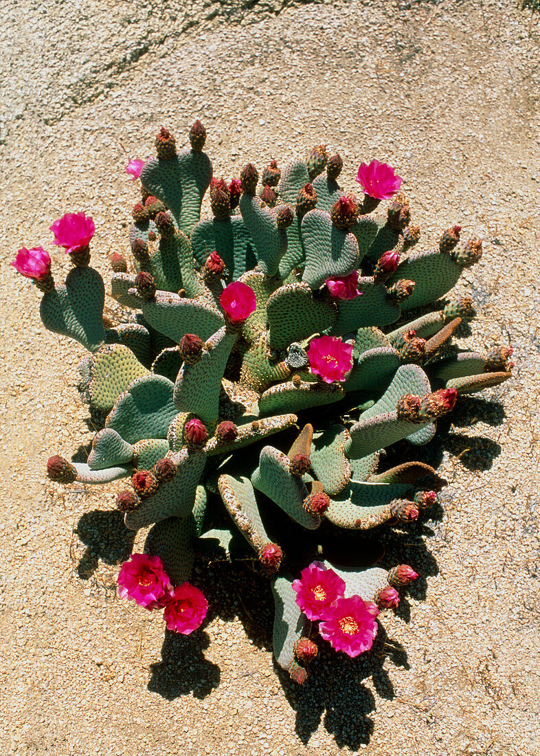 Beavertail cactus in the desert