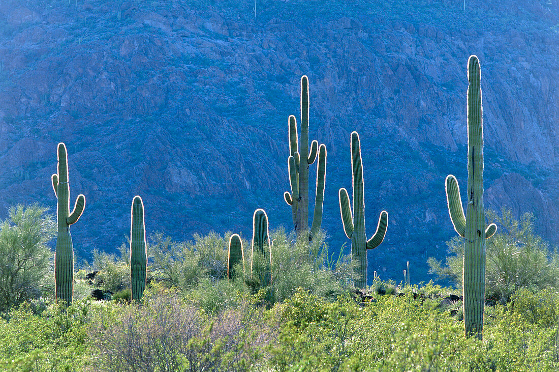 Saguaro cacti,Carnegiea gigantea