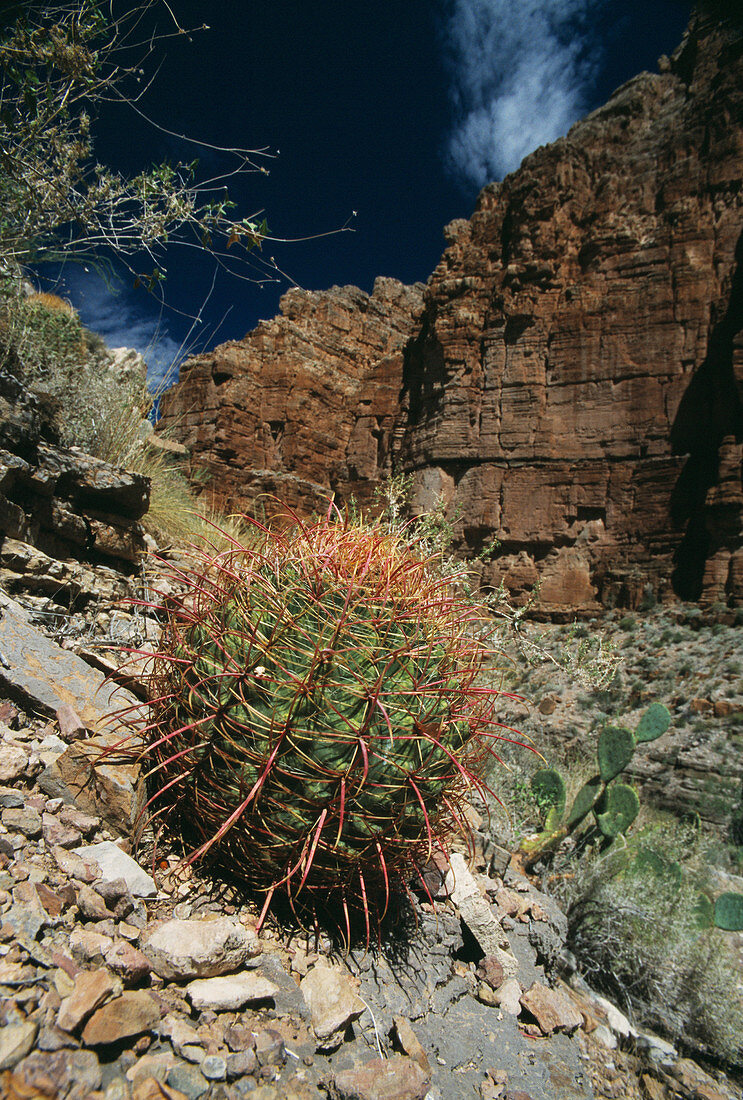 Barrel cactus