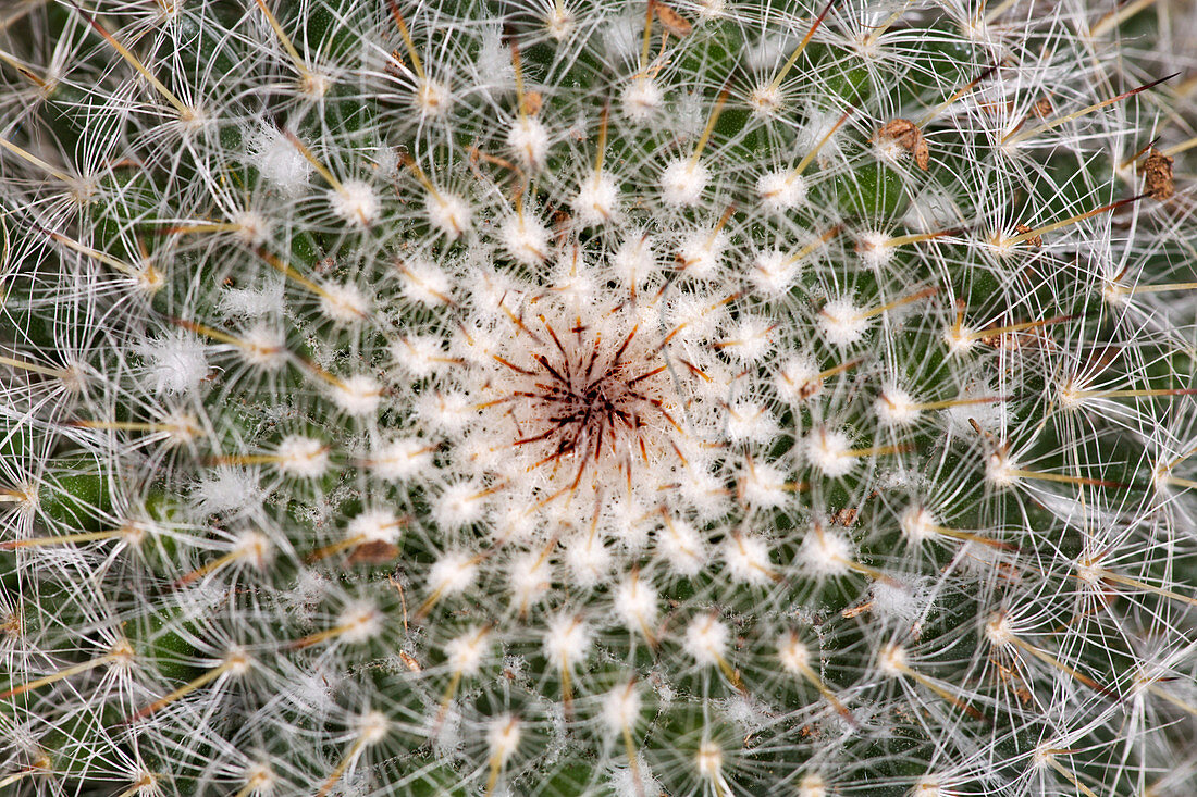 Cactus spines (Mammillaria sp.)