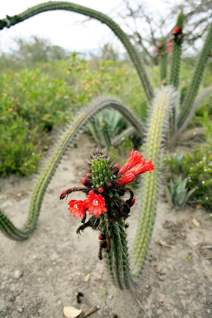 Flowering cactus (Cleistocactus sepium)