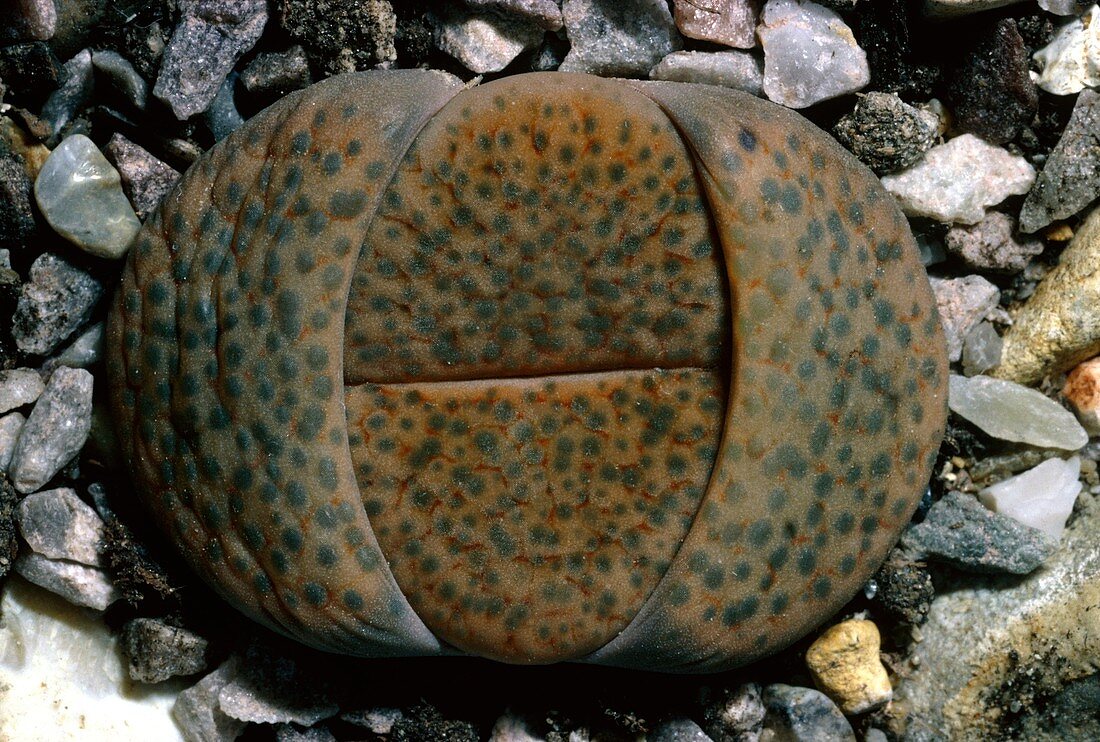 Living stone (Lithops fulviceps)