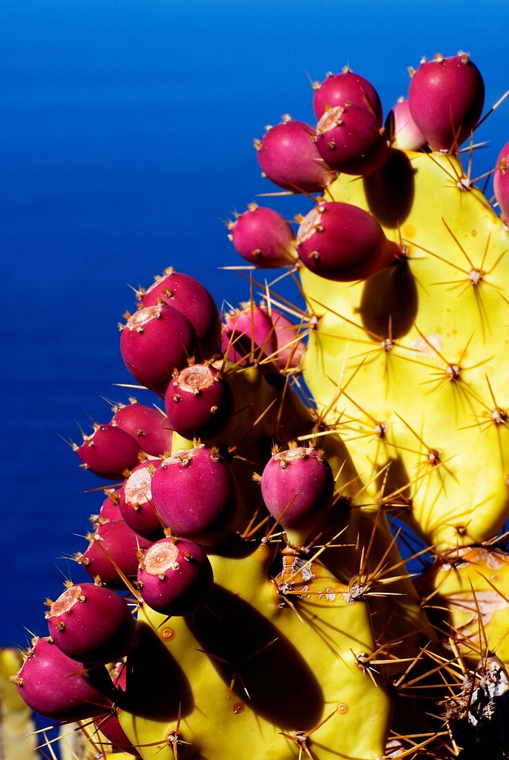 Prickly pear cactus fruits