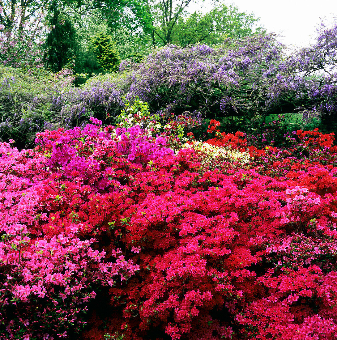 Rhododendrons at a garden