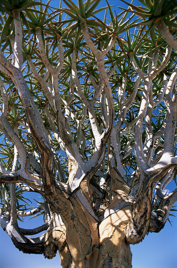 Quiver tree (Aloe dichotoma)