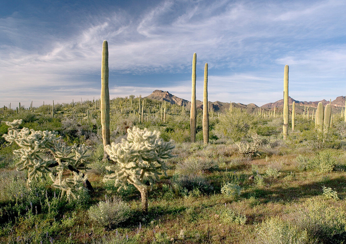 Saguaro and cholla cacti