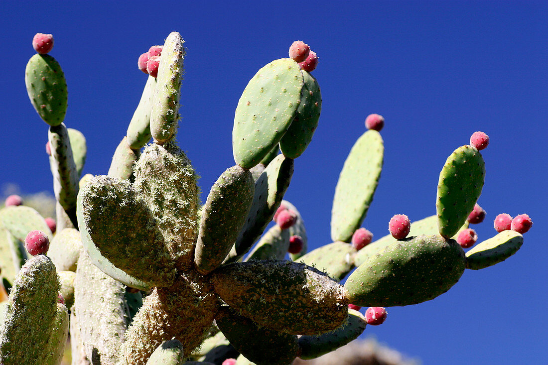 Prickly pear cactus,Opuntia ficus-indica