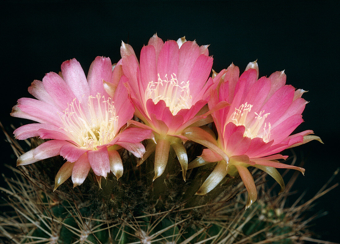Cactus flowers (Echinopsis pentlandii)