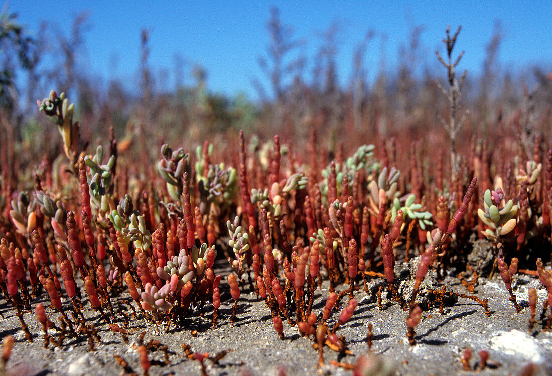 Salt-tolerant plants,Aral Sea