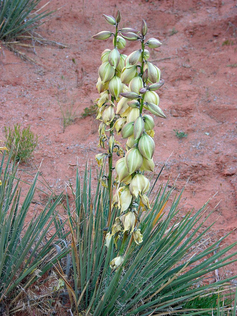 Yucca flowers (Yucca sp.)
