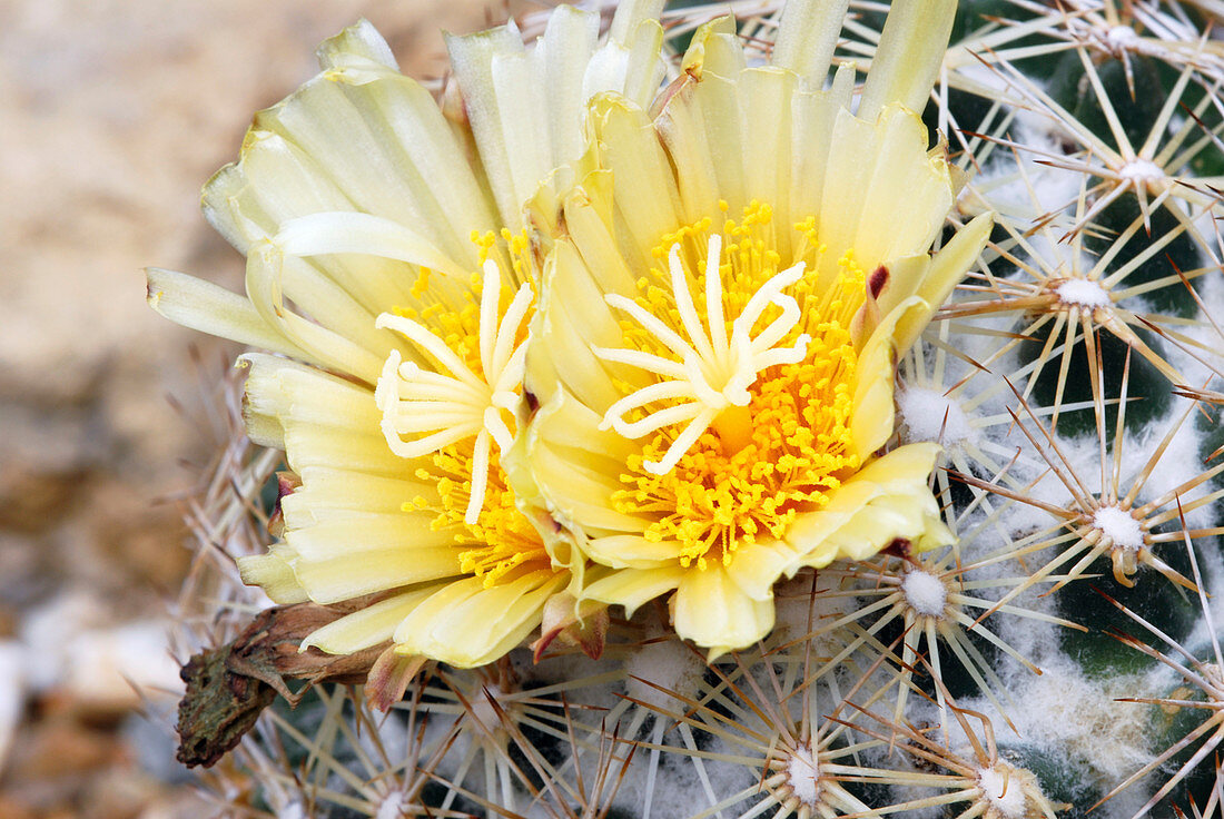 Cactus (Coryphantha echinus)