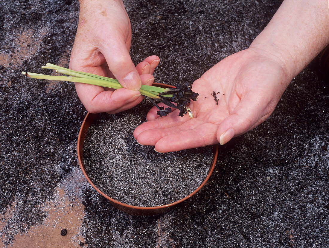 Sowing blue-eyed grass seeds