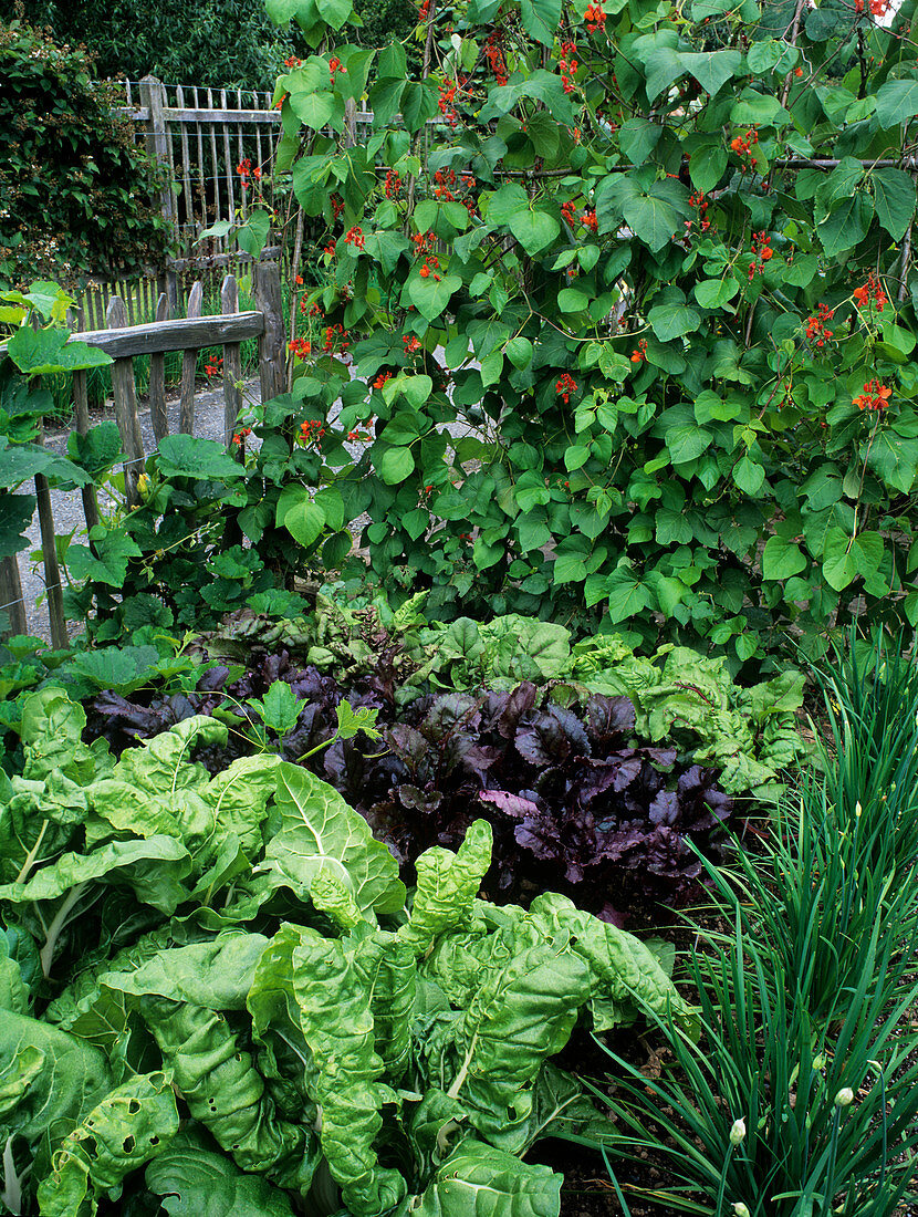Plants in a vegetable garden