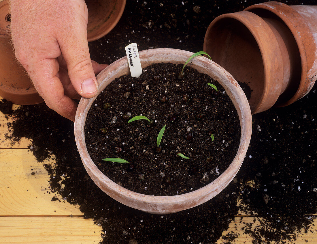 Lilium bulblis in a pot