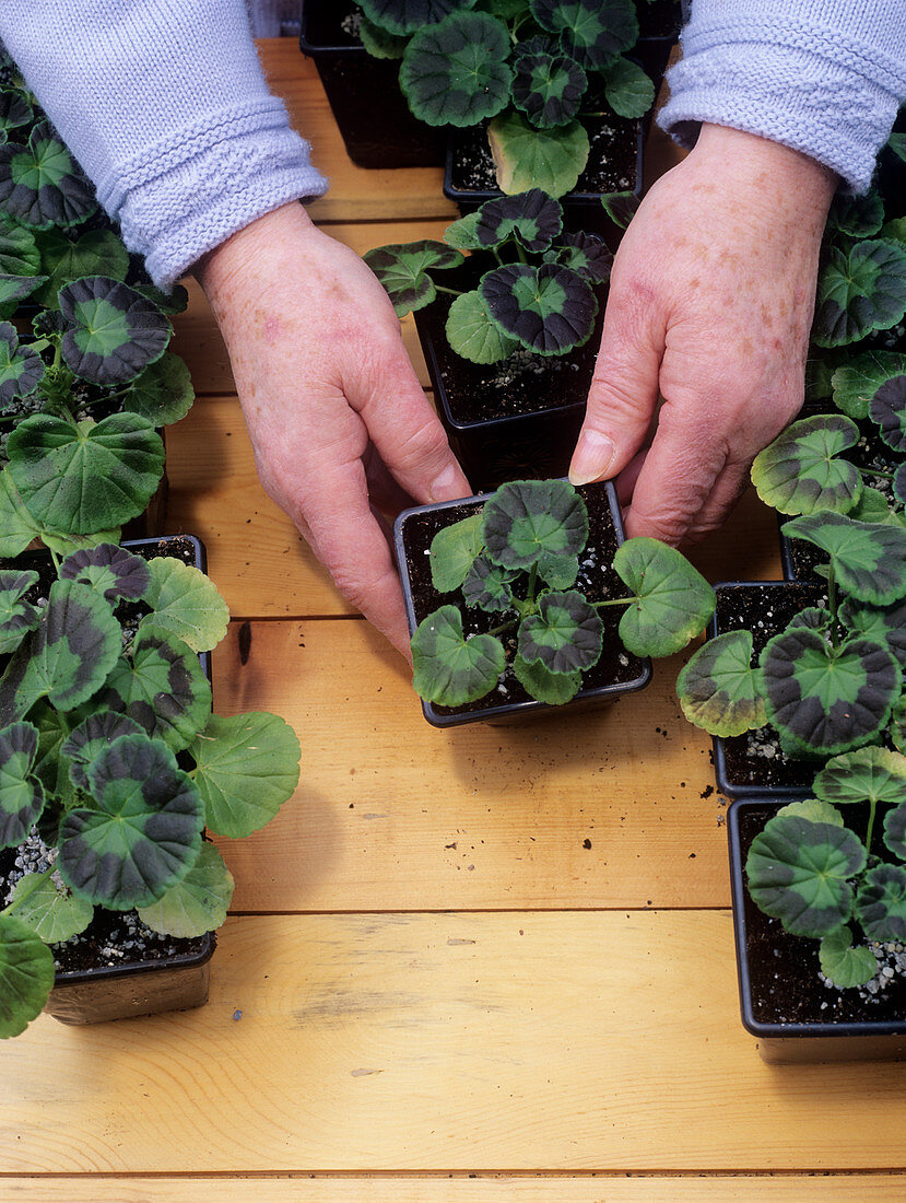 Gardener with geranium plants