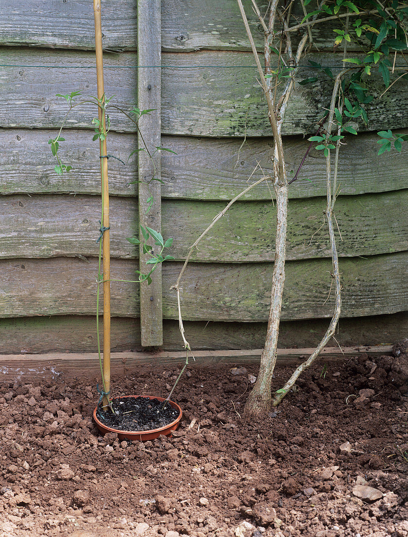 Layering a clematis