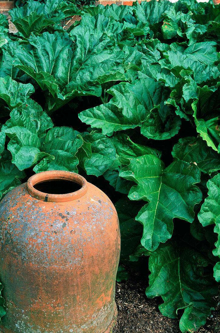 Rhubarb plants with forcing pot