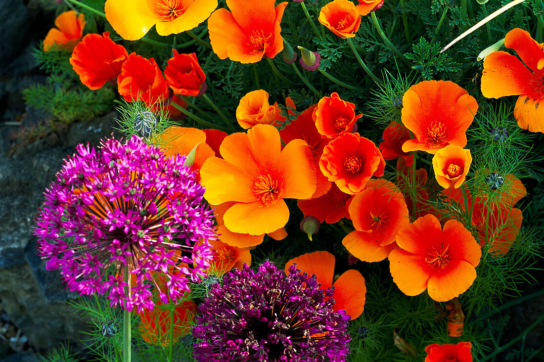 Poppies and Alliums