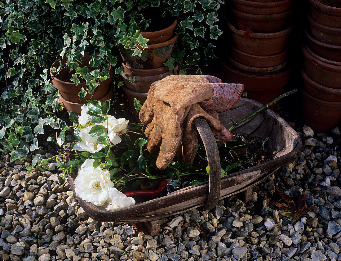 Gardening gloves with cut roses