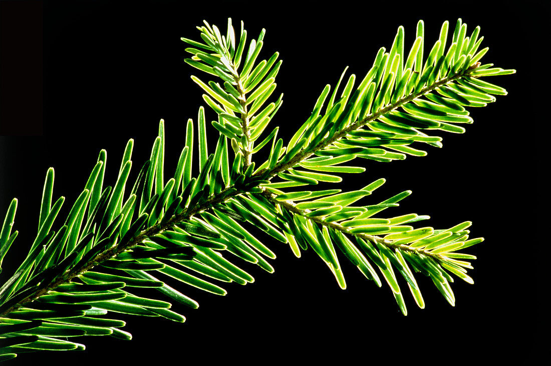 Silver fir twig