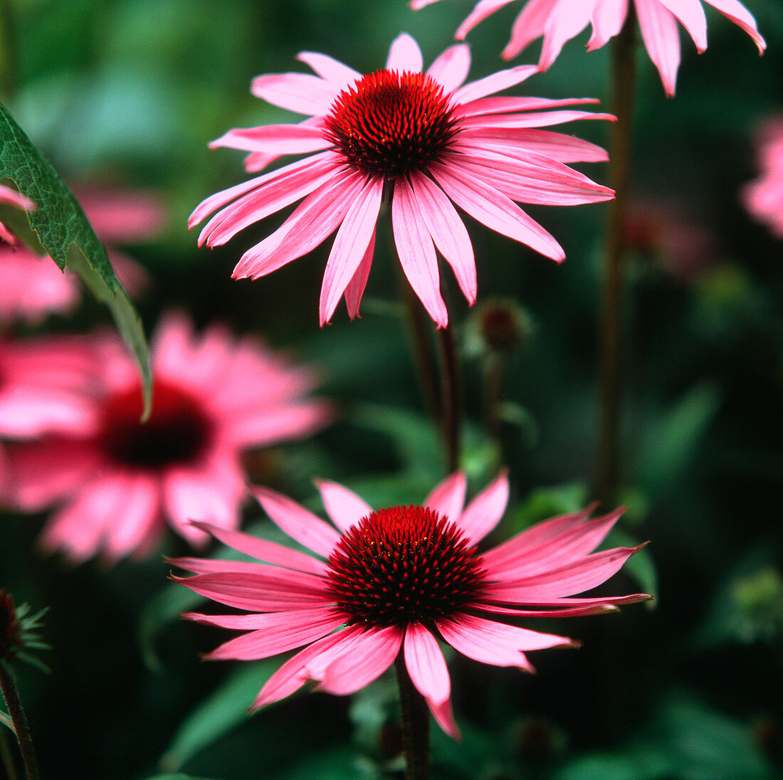 Purple coneflowers