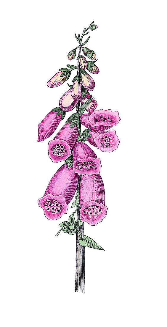 Foxglove flowers