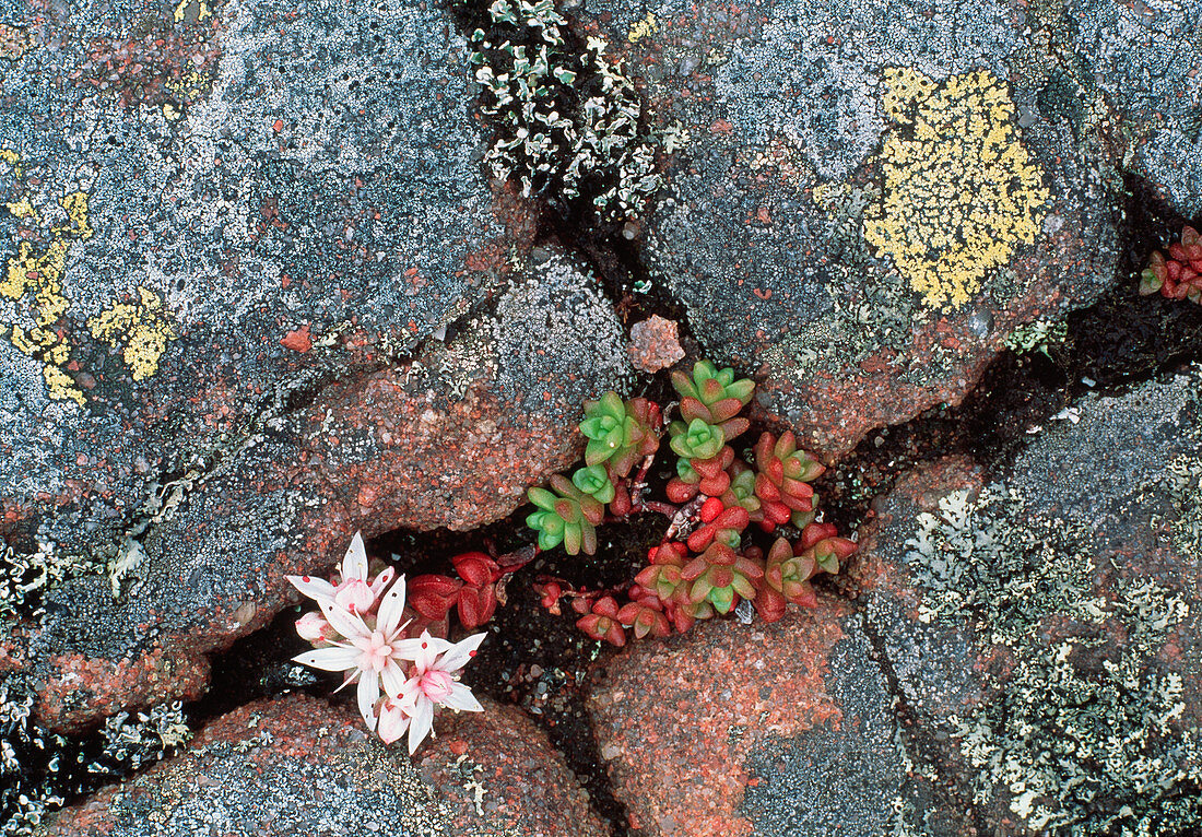 Stonecrop plant