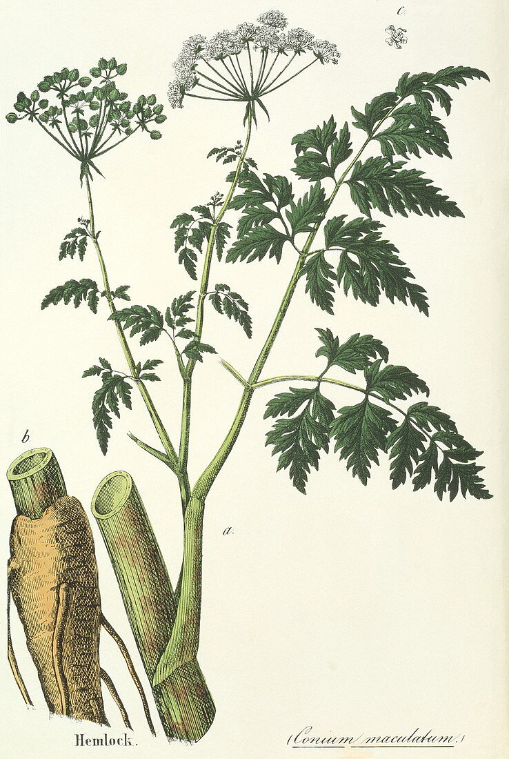 Hemlock plant