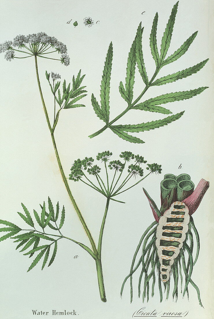 Water hemlock plant