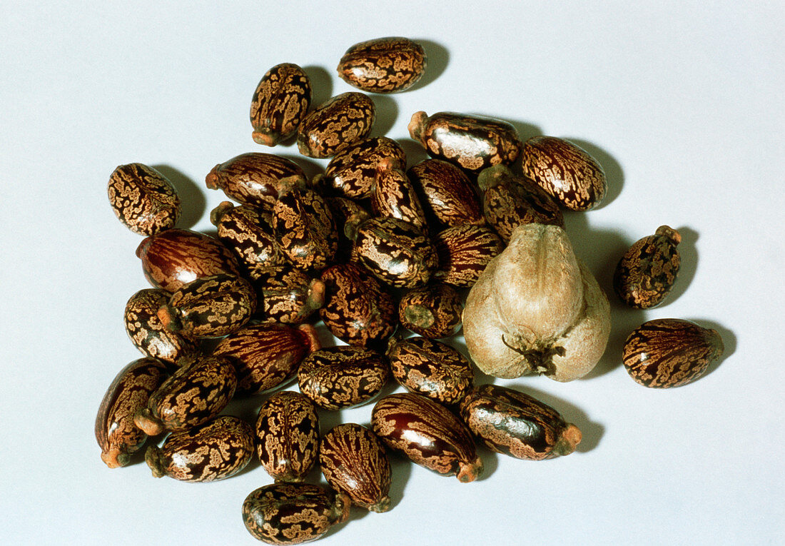 Castor oil plant seeds