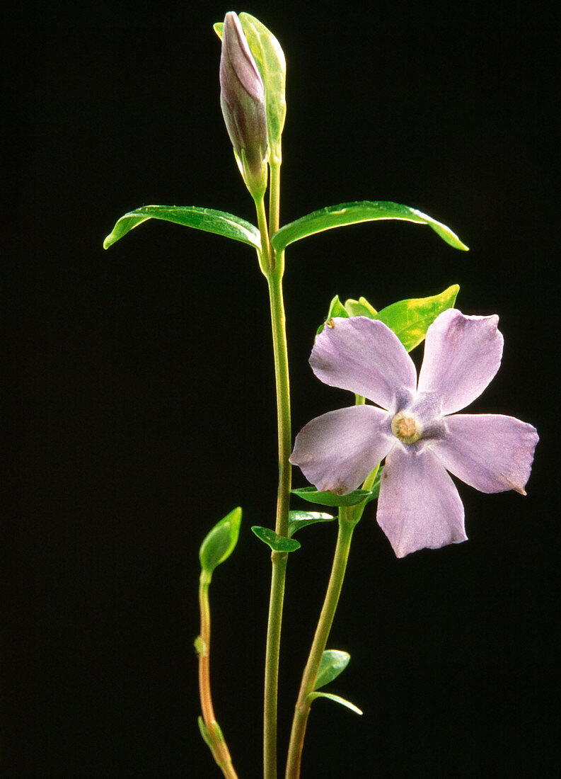 Lesser periwinkle plant