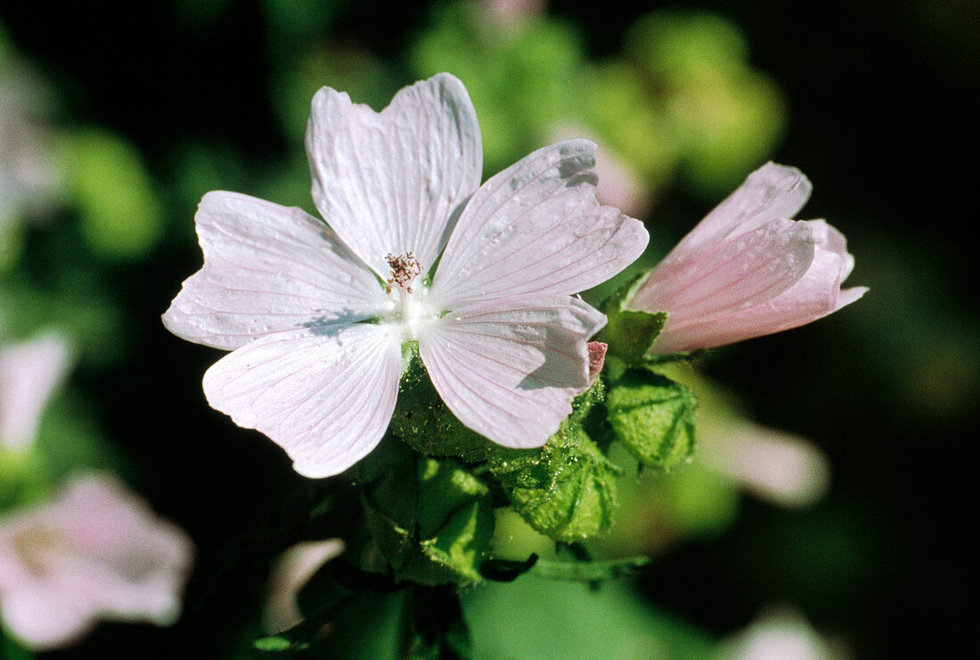 Musk mallow flowers