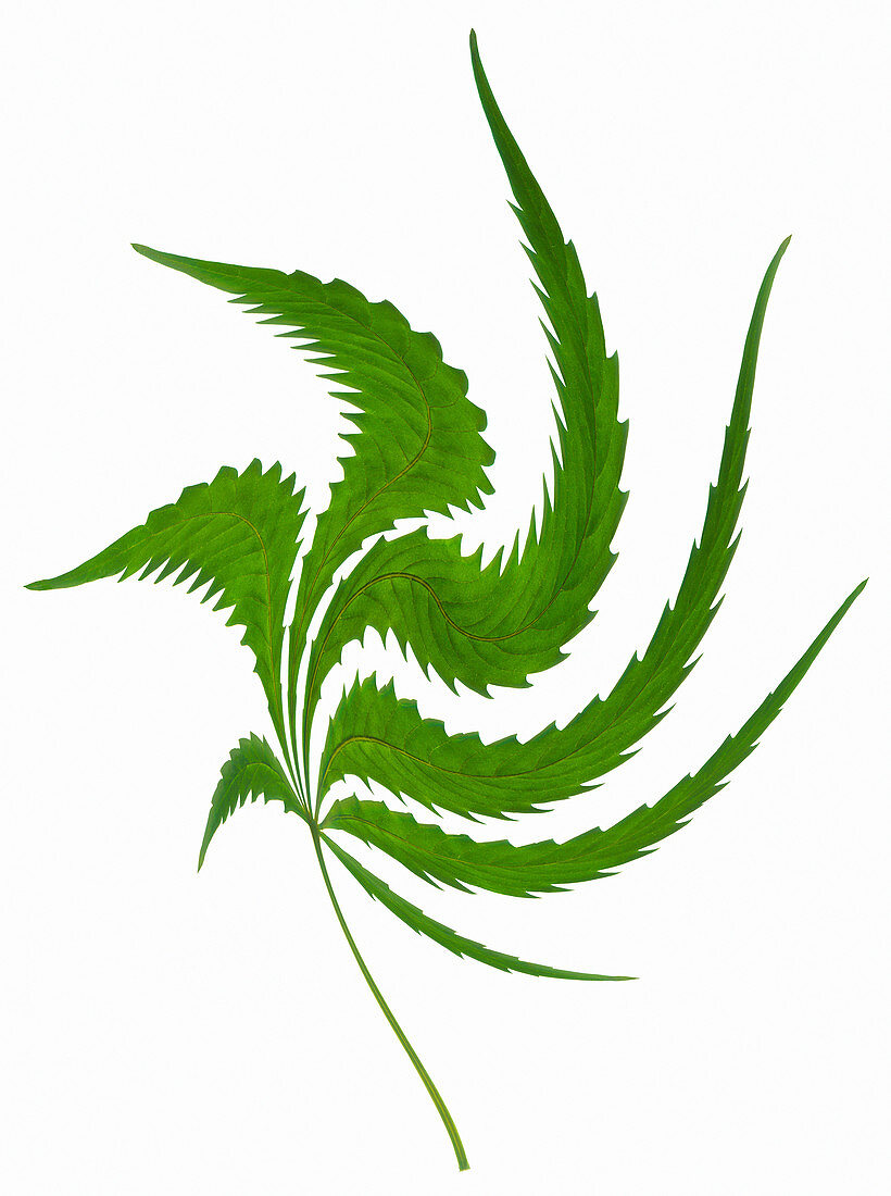 Cannabis leaf