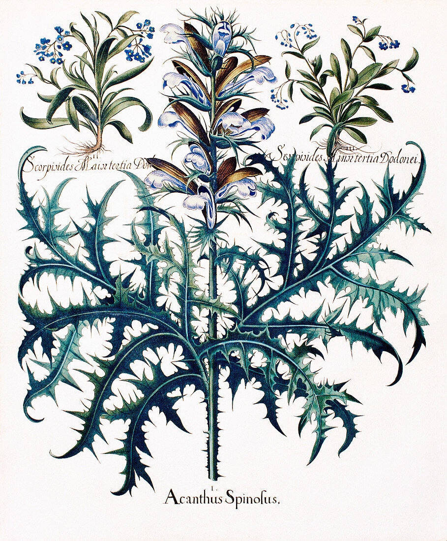 Acanthus flowers