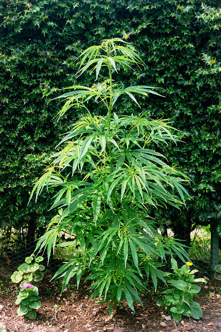 The hemp plant,Cannabis sativa